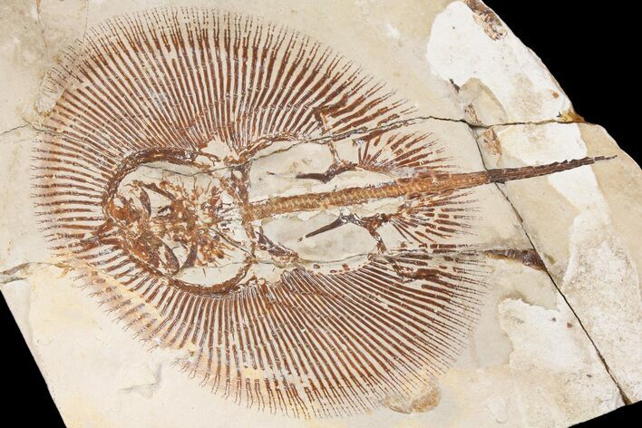 Cretaceous Ray (Cyclobatis) - Hakel, Lebanon #163095